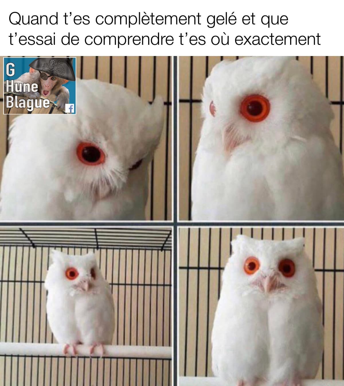 Quand t'as fumé un peu trop et que t'essai de comprendre où tu te trouves. Hibou aux yeux rouges