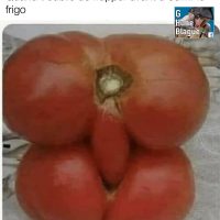 Quand tu oublies de frapper avant d'ouvrir le frigo. Des tomates en pleine relation sexuelle | Humour en français