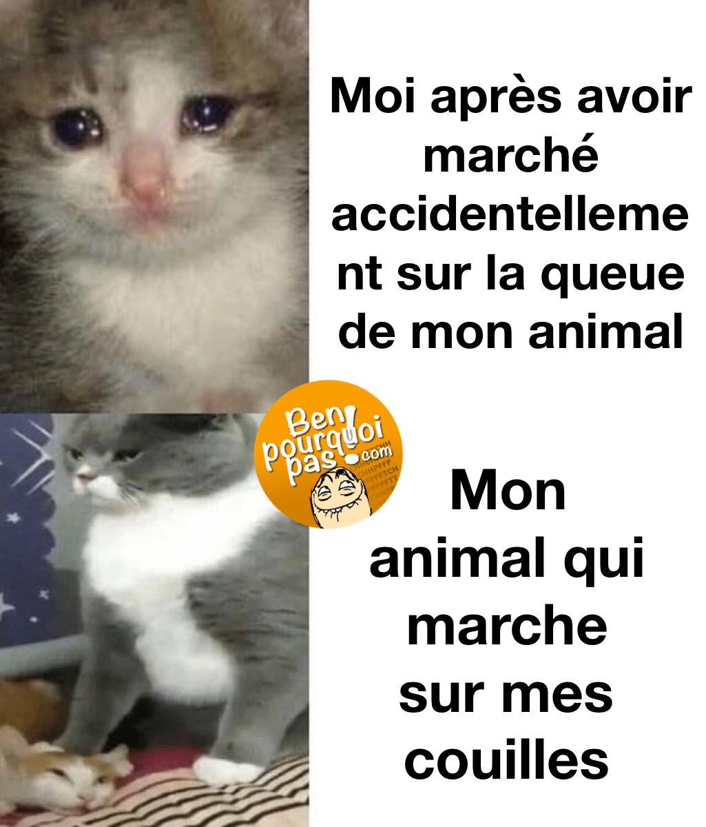 Quand ton chat marche sur toi sans se soucier si ça te fait mal