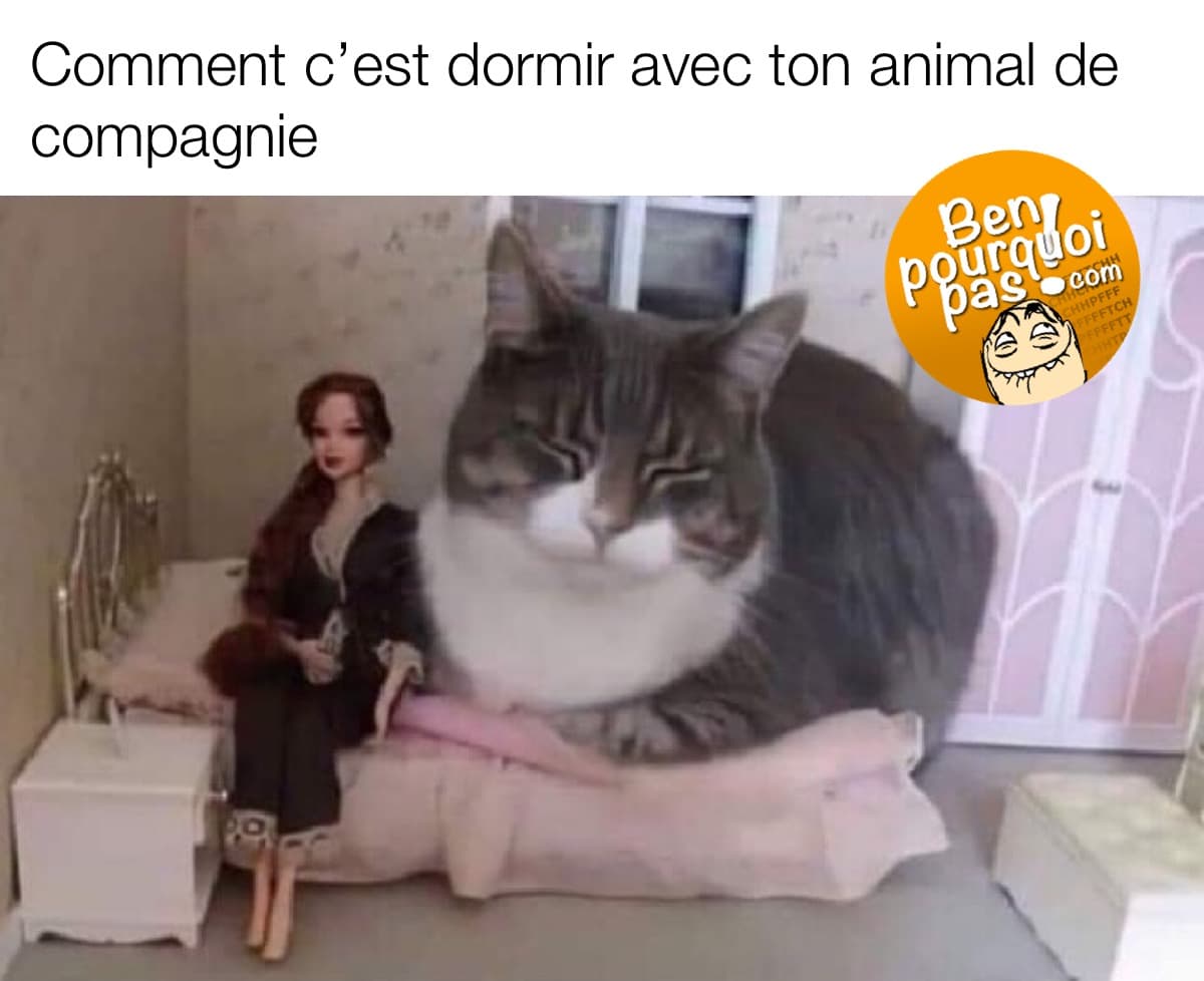 Comment c'est de dormir avec son animal de compagnie. Un chat est couché dans un lit de barbie