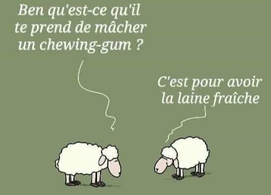 Pourquoi les moutons mâchent du chewing gum?