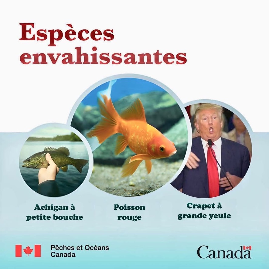 Espèces envahissantes selon pêche et océan Canada. Donald Trump étant le clapet à grande gueule