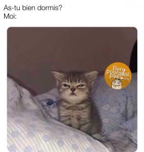 Lorsqu'on te demande si tu as bien dormi. Le petit chaton fais la gueule