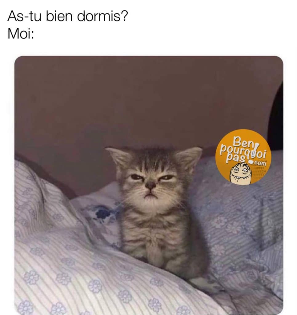 Lorsqu'on te demande si tu as bien dormi. Le petit chaton fais la gueule