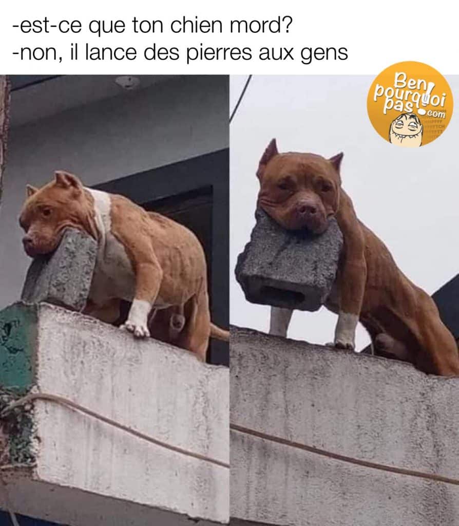 Quand tu rassures les gens en disant que ton chien ne mord pas, sans dire qu'il lance des pierres