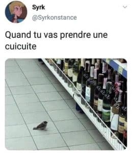 Quand tu va en prendre une cuicuite. Petit oiseau devant une étagère d'alcool