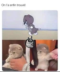 On a enfin trouvé le vrai Tom de Tom & Jerry lorsqu'il était bébé
