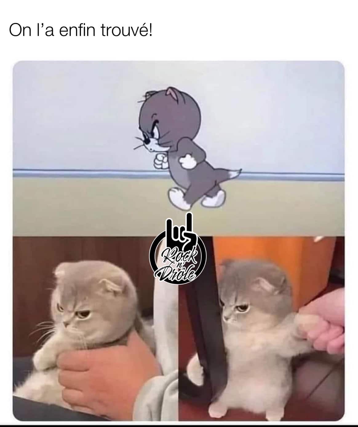 On a enfin trouvé le vrai Tom de Tom & Jerry lorsqu'il était bébé
