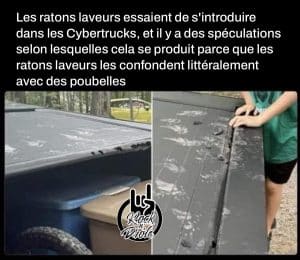 Les ratons laveurs essaient de s'introduire dans les Cybertrucks, et il y a des spéculations selon lesquelles cela se produit parce que les ratons laveurs les confondent littéralement avec des poubelles