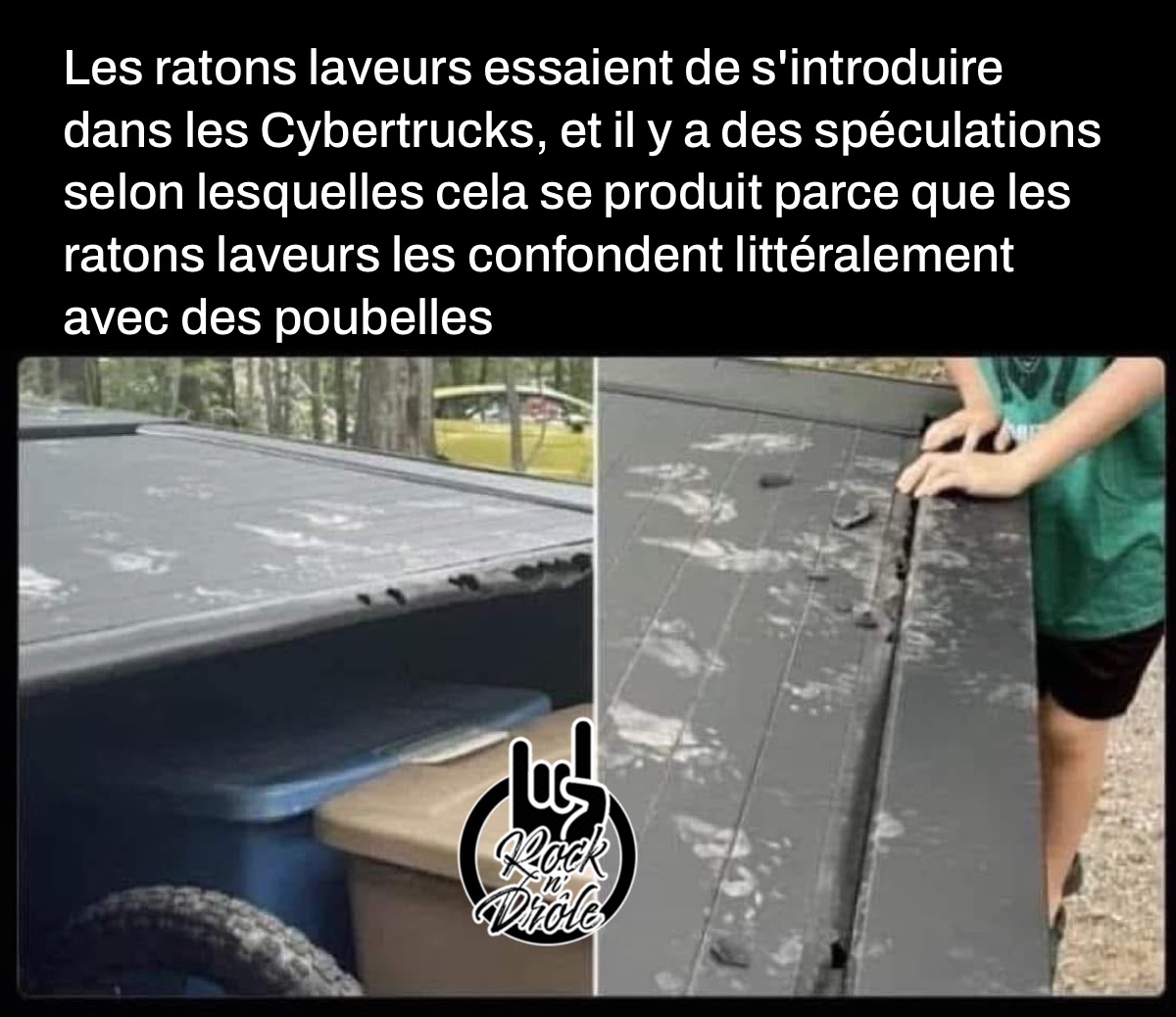 Les ratons laveurs essaient de s'introduire dans les Cybertrucks, et il y a des spéculations selon lesquelles cela se produit parce que les ratons laveurs les confondent littéralement avec des poubelles