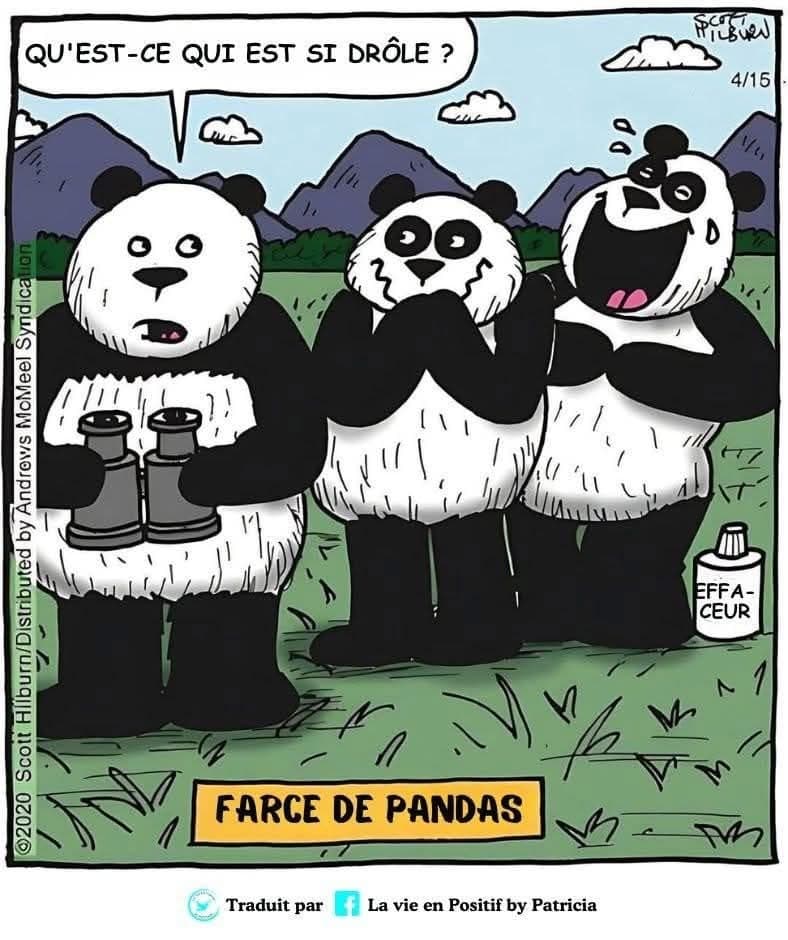 Des pandas qui se font la blague des jumelles. Les yeux sont maintenant décolorés