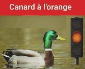 Canard à l'orange... absurde un canard devant un feu de circulation orange