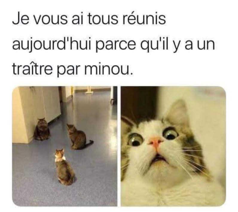 Je vous ai tous réunis aujourd'hui parce qu'il y a un traître par minou. Une réunion de chats