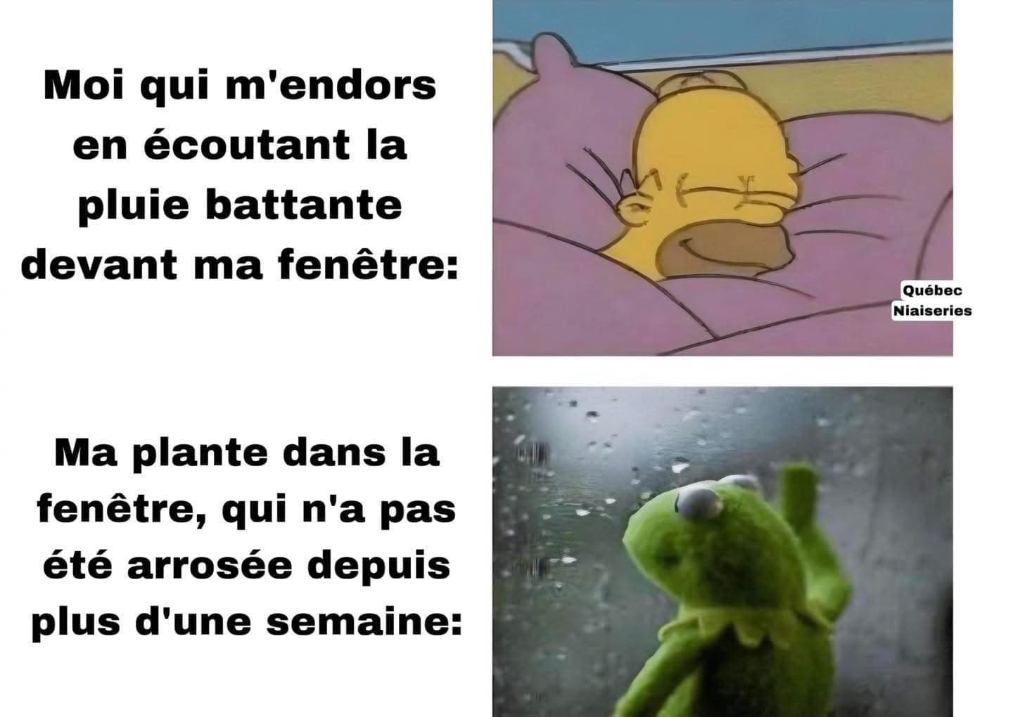 Le doux son de la pluie sur la fenêtre... avez-vous arrosé vos plantes? Kermit triste regarde par la fenêtre et Homer Simpson dors