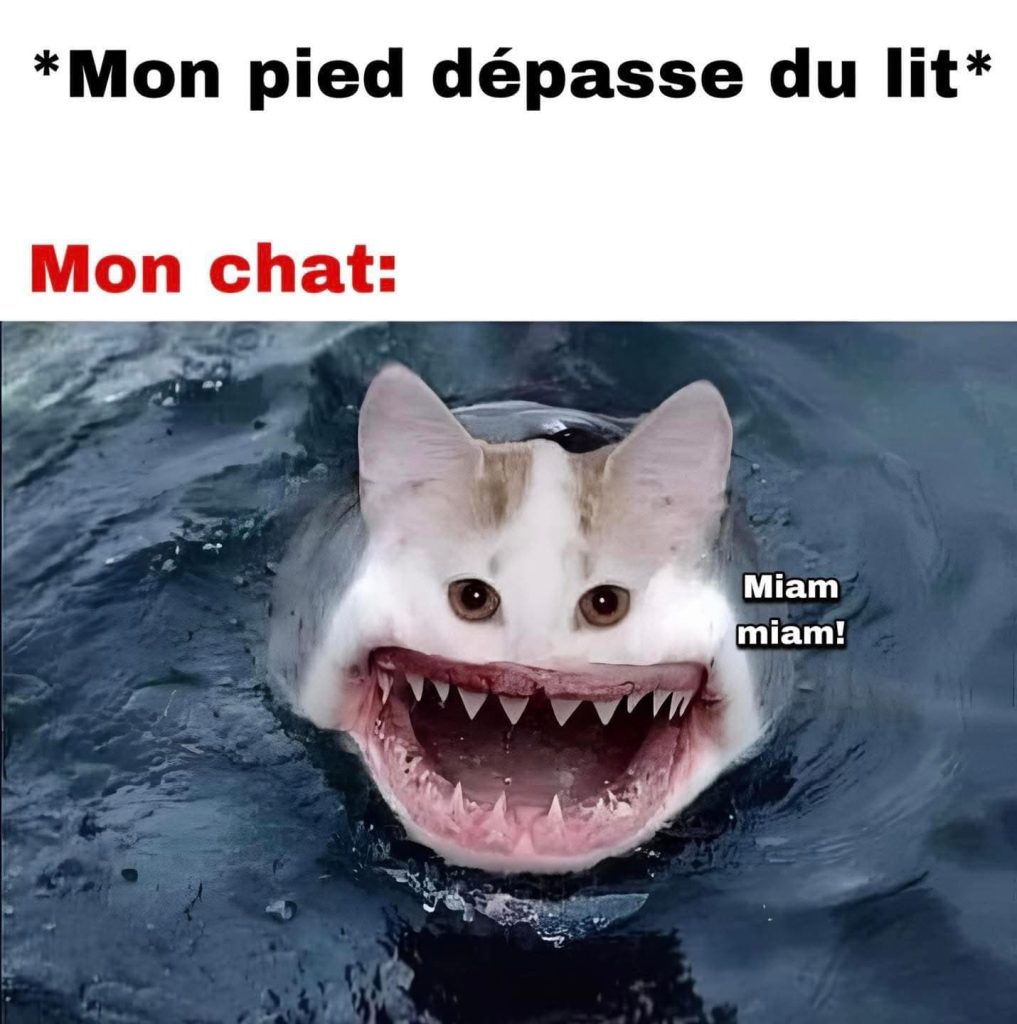 Lorsque ton pieds sors de sous les couvertures et que tu as un chat. Tel un requin, il sautera sur sa "proie"