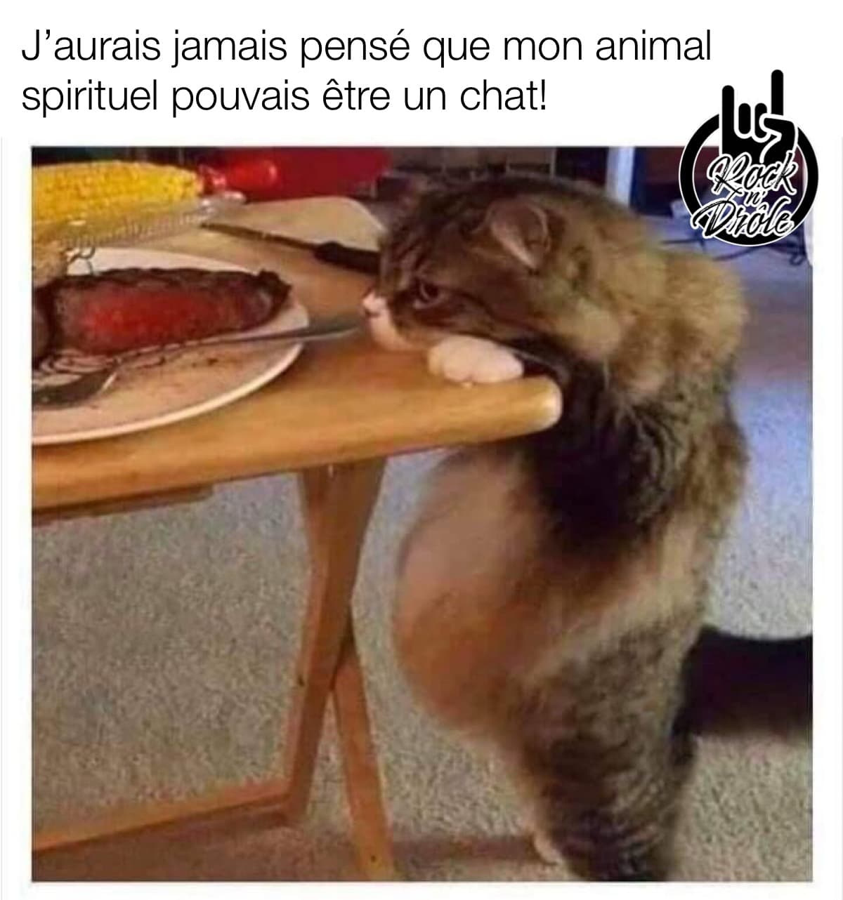 J'aurais jamais pensé que mon animal spirituel pouvais être un chat! le chat bedonnant regarde un morceau de steak