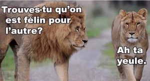 Trouves tu qu'on est félin pour l'autre? Un lit qui fais une blague de papa (joke de père)