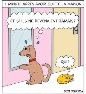 La réalité entre les chats et les chiens: Le chien s'ennui et le chat sais même pas que tu existes