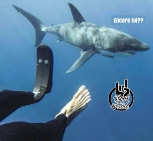 Le requin nage à côté d'un amputé du pied et retrouve son repas de la dernière fois.