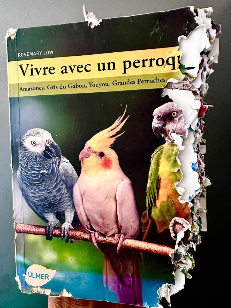 Image représentant ce que c'est de vitre avec un perroquet ou un lapin
