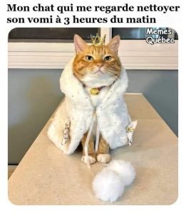 Mon chat qui me regarde nettoyer son vomi à 3 heures du matin. Le chat est habillé comme de la royauté avec un air supérieur
