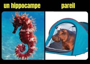 un hippocampe et un hippo qui campe