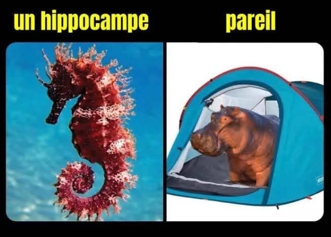 un hippocampe et un hippo qui campe