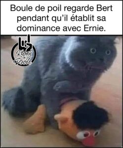 Le chat Boule de poil regarde en zignant Bert pendant qu’il établit sa dominance avec Ernie.
