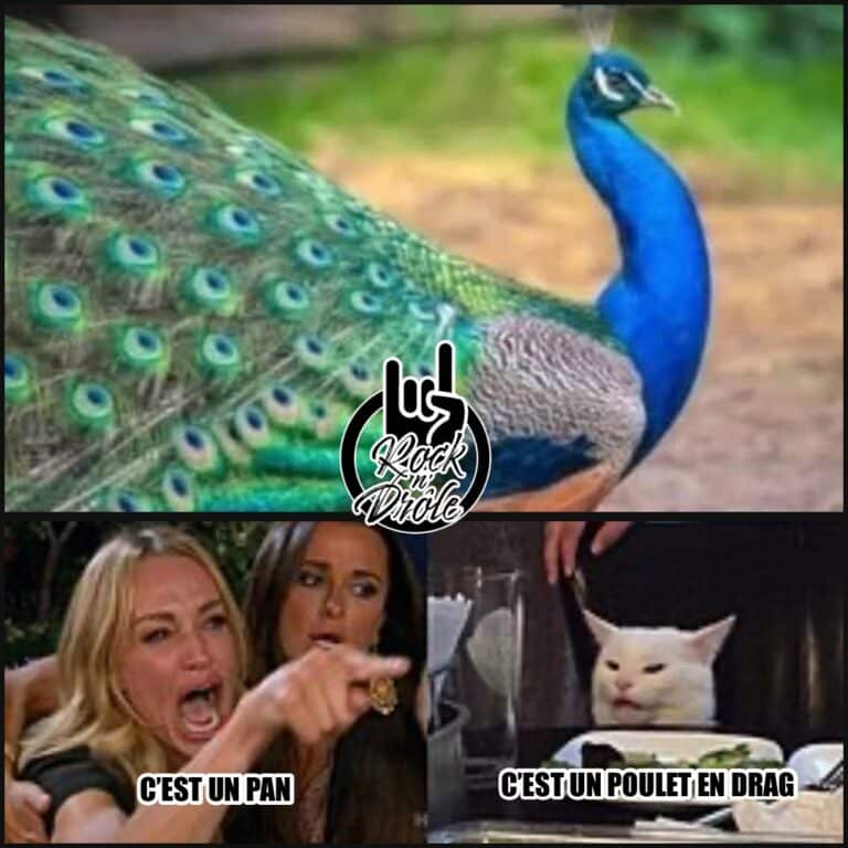 C’est un pan ou un poulet en drag
