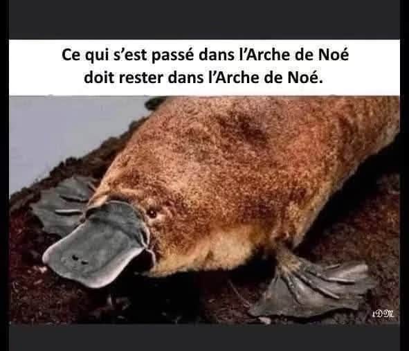 Platspus animal étrange. Ce qui s’est passé sur l’arche de Noé reste sur l’arche de Noé