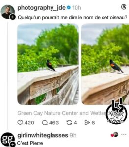 Quelqu’un pourrait me dire le nom de cet oiseau? C’est Pierre