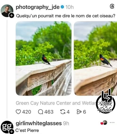 Quelqu’un pourrait me dire le nom de cet oiseau? C’est Pierre