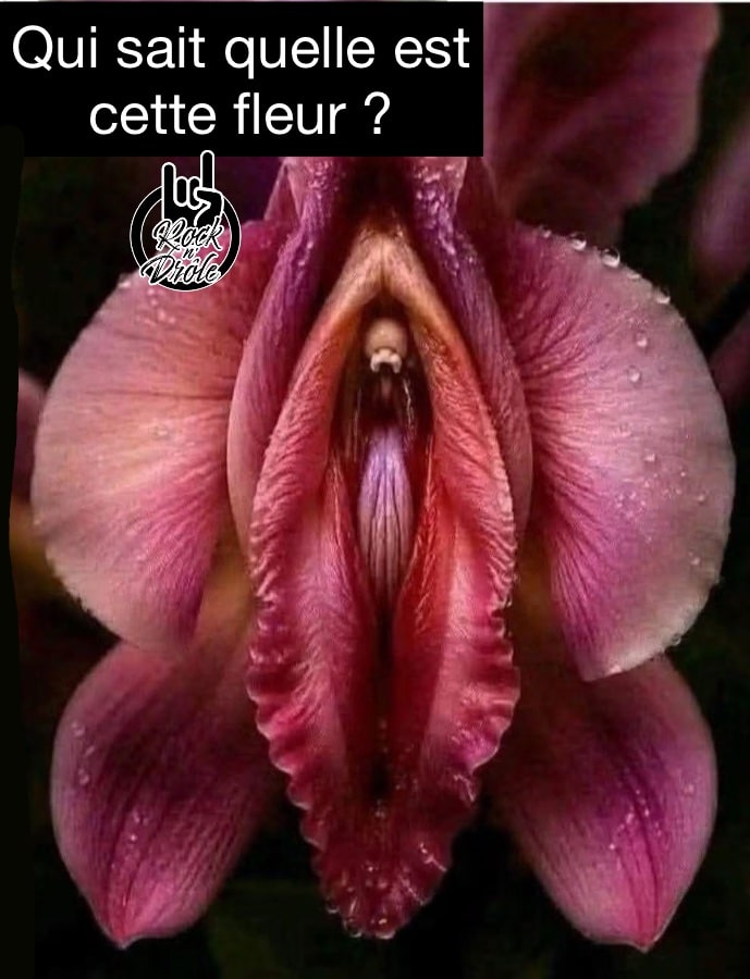 Qui sait quelle est cette fleur ? Elle a la forme d’un clitoris partie géniale de la femme