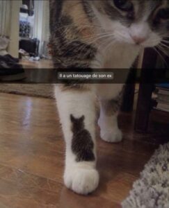 Ce chat a un tatouage de son ex